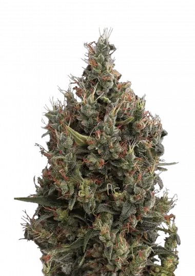 Photo of Big Bang Auto