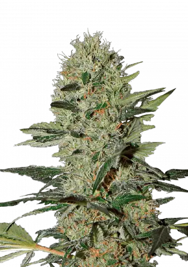 Photo of Exodus Cheese Auto