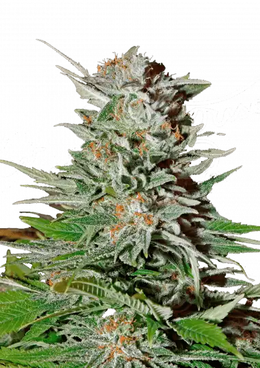 Photo of Super Lemon Haze Auto