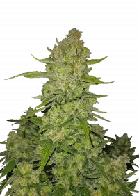 Papaya Cookies Auto™