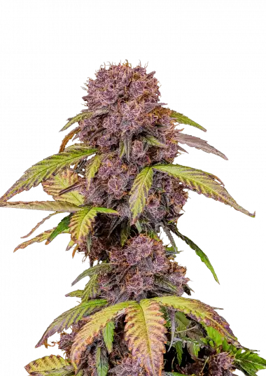 Photo of Lemon Cherry Cookies Auto