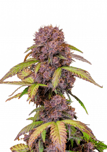 Lemon Cherry Cookies Auto