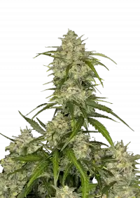 Sour Jealousy Auto™