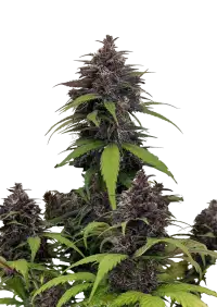Purple Haze Auto