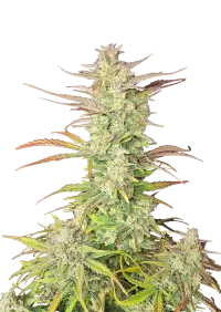 Z-Up Auto