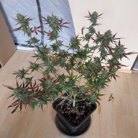 Review photo #7
