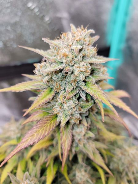 Review photo #7