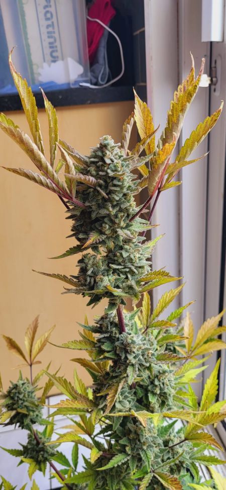 Review photo #6