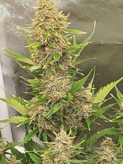 Review photo #3