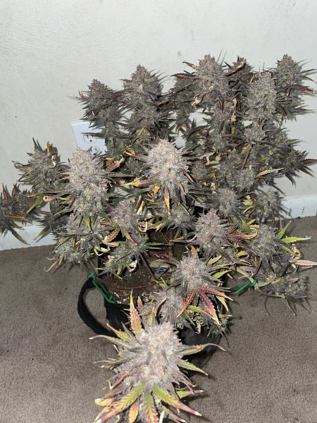 Review photo #4