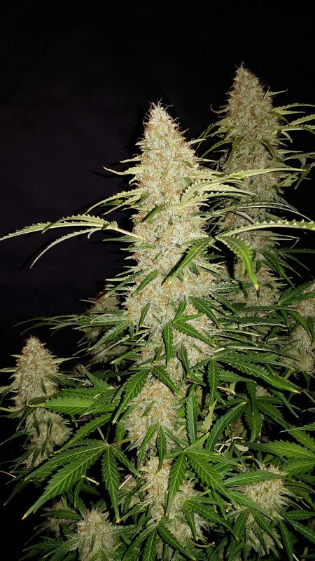 Review photo #5