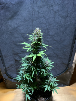 Review photo #4