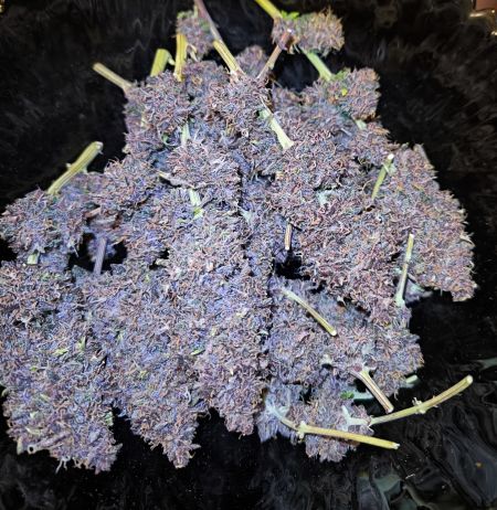 Buy Cherry Cola Auto Cannabis Seeds | Fast Buds