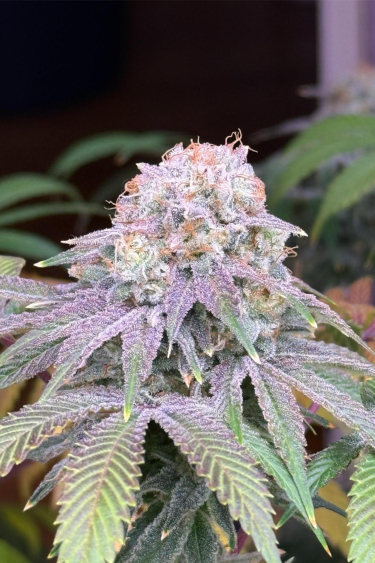 Instagram Lemon Mandarin