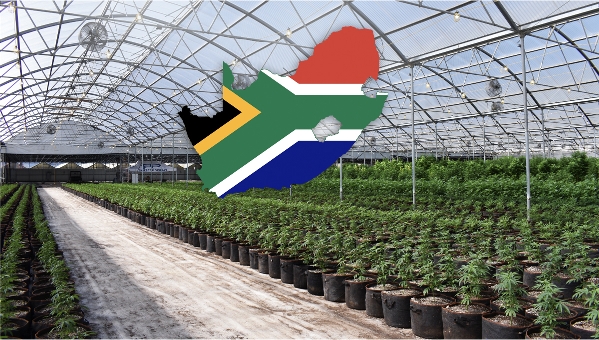 Una società sudafricana ottiene la licenza per la cannabis e considera i funghi magici
