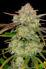 Frostbanger Auto