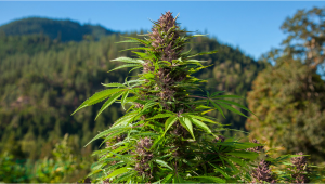 Coltivare Cannabis Outdoors: Guerilla Growing