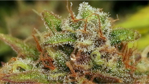 Strain History: BubbleGum