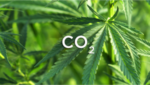 Come Aumentare La Resa Di Cannabis Con La CO2