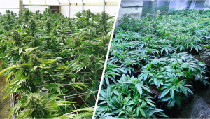 SCROG vs SOG: Qual è Il Migliore Per Le Tue Autofiorenti?