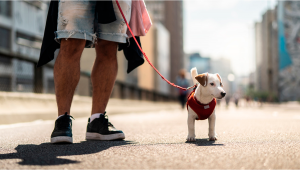 Il fumo passivo di cannabis può essere dannoso per il vostro animale domestico?