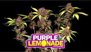 Purple Lemonade Auto Cannabis Strain Week-by-Week Guide