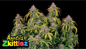 Amnesia Z Auto Cannabis Strain Week-by-Week Guide