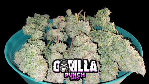 Gorilla Punch Auto Cannabis Strain Week-by-Week Guide