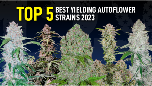 Top 5 Best Yielding Autoflower Strains