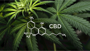  ¿Qué es el CBD?