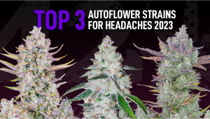 The Best Autoflower Cannabis Strains For Migraine and Headache Relief