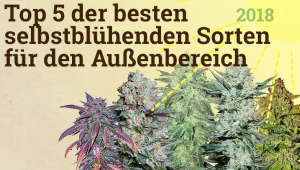 Top 5 der besten selbstblühenden Sorten für den Außenbereich