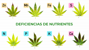 Diferentes tipos de deficiencias nutricionales de las plantas de cannabis