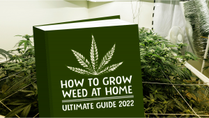 How to Grow Marijuana at Home? Ultimate Guide 2022