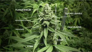 Die Anatomie der Cannabis-Pflanzen: Vom Samen bis zu den Buds