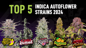 The Top 5 Best Indica Autoflower Strains