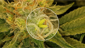 What Causes Bananas (“Nanners”) on Cannabis Buds?