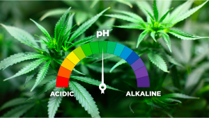 I Migliori Livelli di pH per la Coltivazione di Cannabis Autofiorente