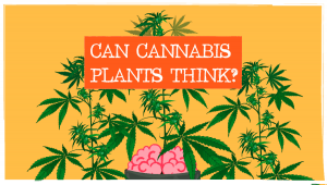 Can Cannabis Plants Think?