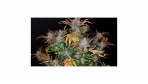 LHistoire de la Souche Cream Cookies Auto