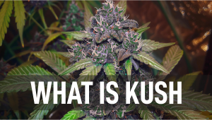 Was ist Kush: Wirkung und bekannteste Sorten