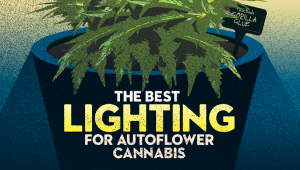 La Mejor Iluminación para el Cannabis Autofloreciente