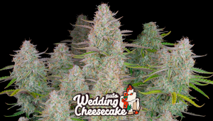 Wedding Cheesecake Auto Cannabis Strain Week-by-Week Guide