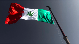 Weed In Italy: Cannabis Legal Status Guide