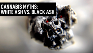 Cannabis Myths: White Ash vs. Black Ash