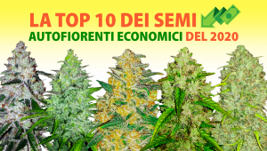 Top 10 Semi Autofiorenti a buon mercato 2020