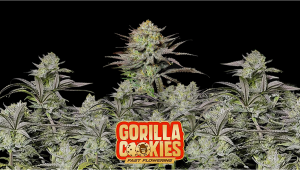 Gorilla Cookies FF Cannabis Strain Week-by-Week Guide