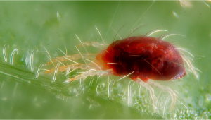 How to Get Rid of Spider Mites on Cannabis Plants?