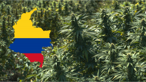 Colombia Legalizes the Export of Cannabis, Strengthening the Sector