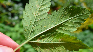 Most Common Pests In Cannabis: Aphids